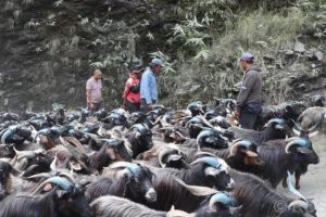 रेशमी मार्गको विरासत धानेको च्याङ्ग्रा व्यापार