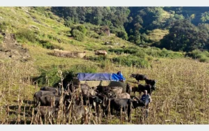 म्याग्दीका पशुगोठ बेँसी झर्न थाले
