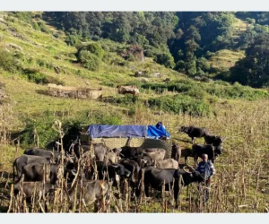 म्याग्दीका पशुगोठ बेँसी झर्न थाले