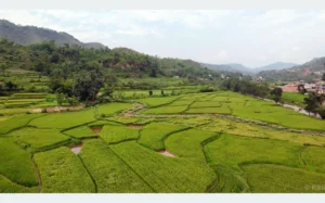 तनहुँमा तरकारी र धान खेतीको क्षेत्रफल विस्तार