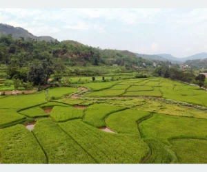 तनहुँमा तरकारी र धान खेतीको क्षेत्रफल विस्तार