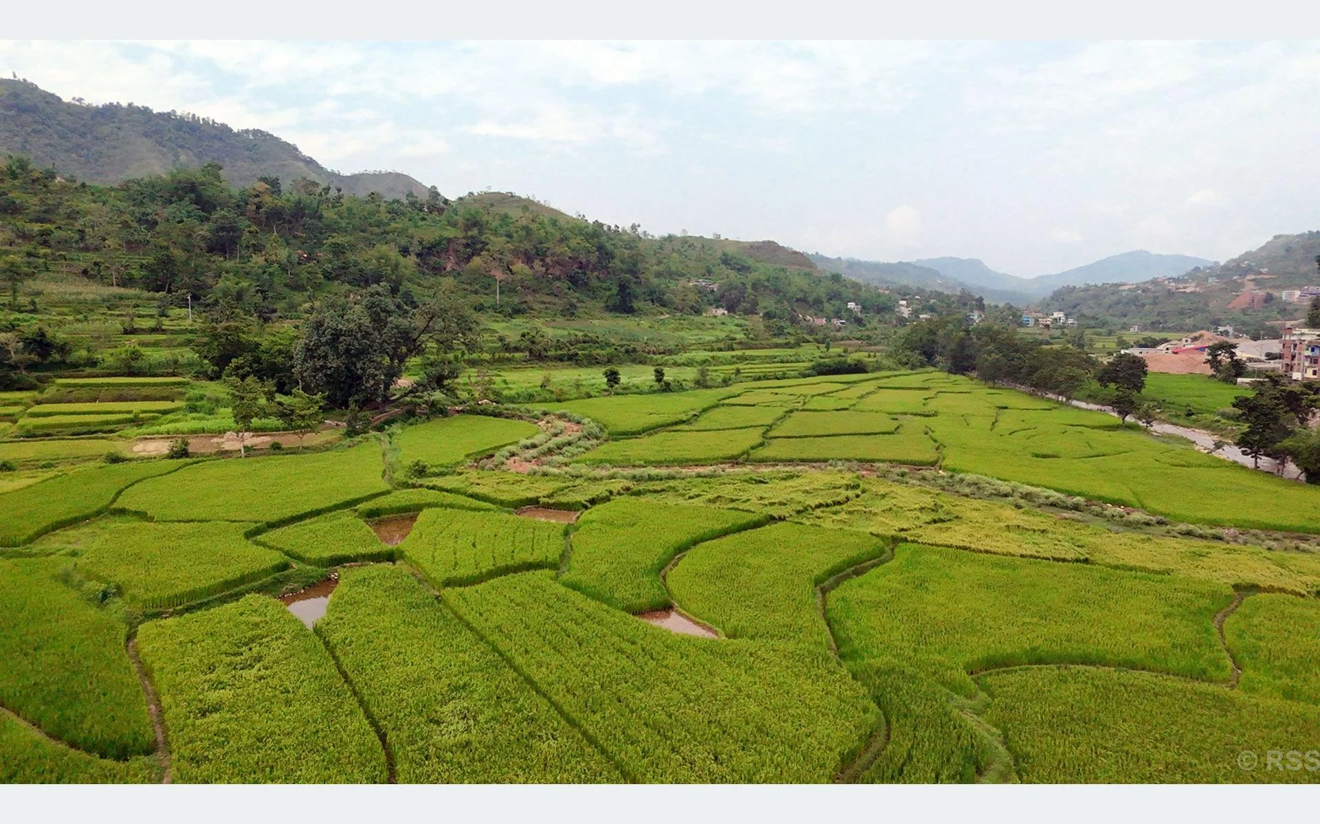 तनहुँमा तरकारी र धान खेतीको क्षेत्रफल विस्तार