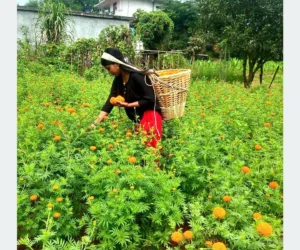 आँबुखैरेनीमा ४५ रोपनीमा सयपत्री फूलखेती