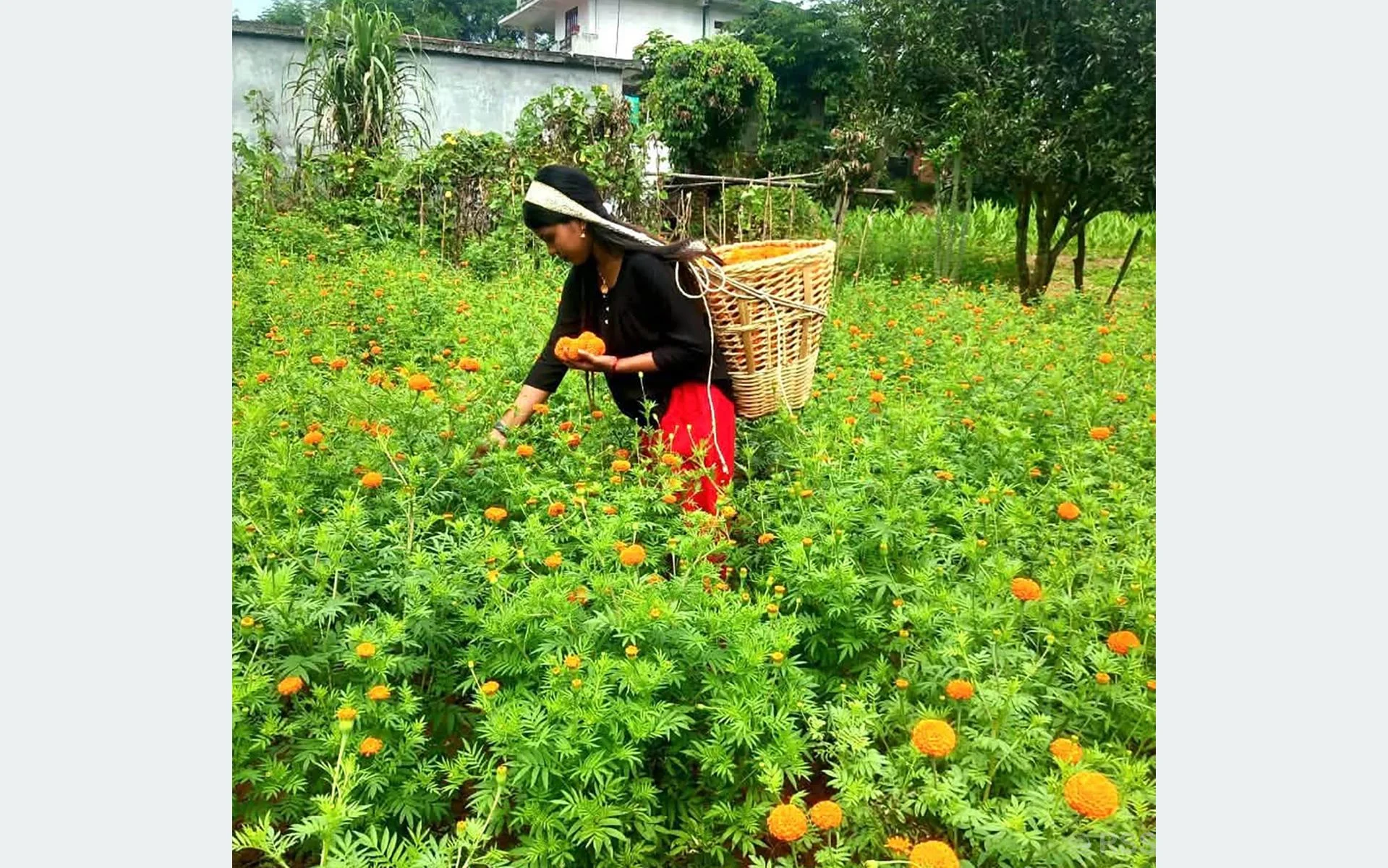 आँबुखैरेनीमा ४५ रोपनीमा सयपत्री फूलखेती