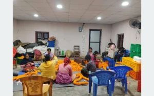 तिहारमा रु दश लाखको सयपत्री फूल बेच्ने लक्ष्य