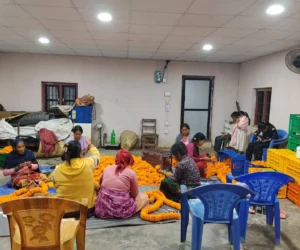 तिहारमा रु दश लाखको सयपत्री फूल बेच्ने लक्ष्य