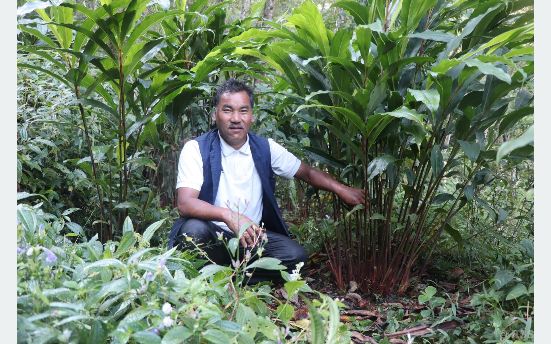 म्याग्दीमा व्यावसायिक अलैँची खेतीको परीक्षण सफल