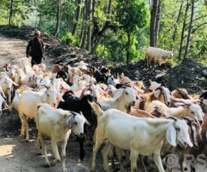 गुल्मीमा मात्रै खसीबोका बिक्री कारोबार वार्षिक एक अर्ब