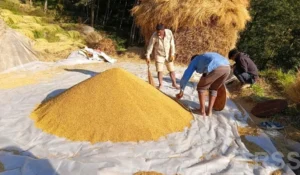 धान थन्क्याउन किसानलाई युवा जनशक्ति पाउनै मुस्किल