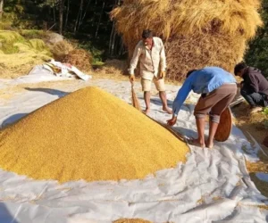 धान थन्क्याउन किसानलाई युवा जनशक्ति पाउनै मुस्किल