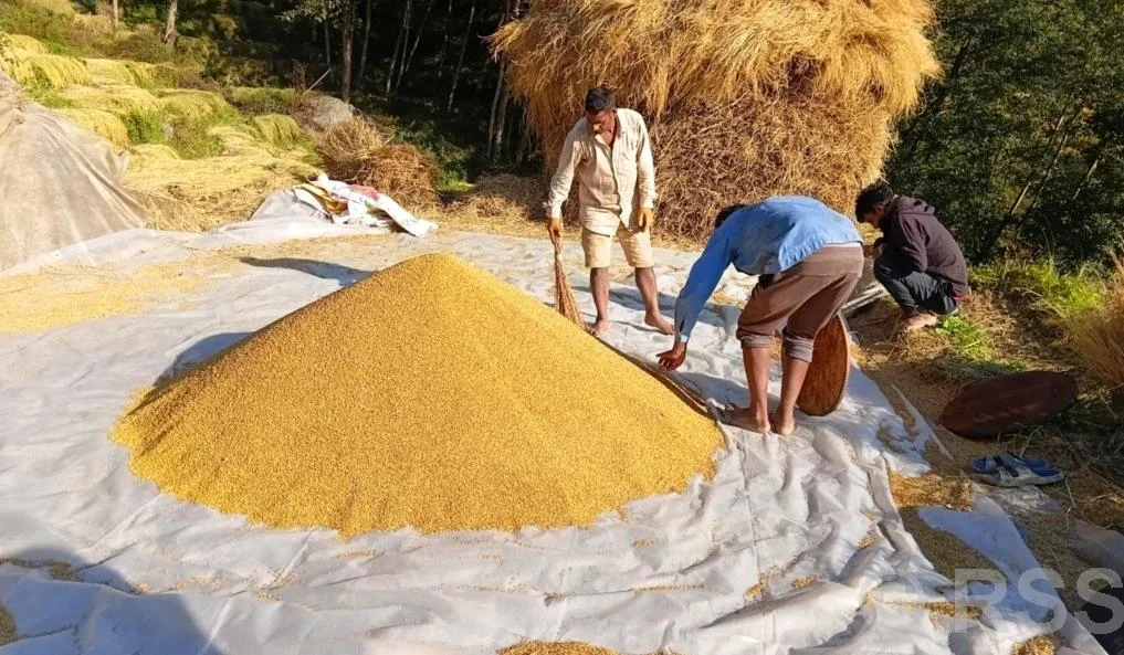 धान थन्क्याउन किसानलाई युवा जनशक्ति पाउनै मुस्किल