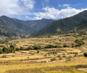 जुम्लामा मार्सीधान  काट्ने चटारो