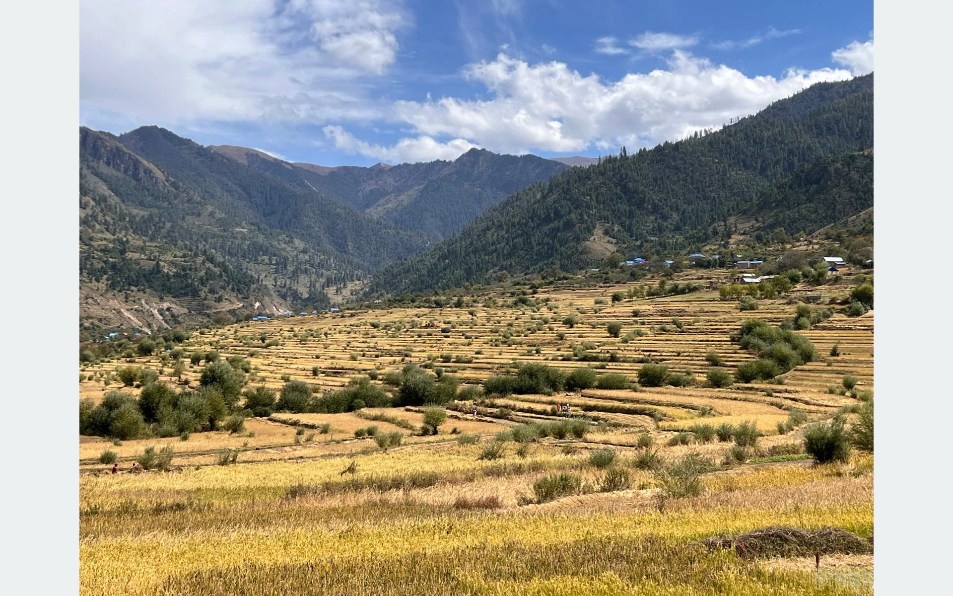 जुम्लामा मार्सीधान  काट्ने चटारो