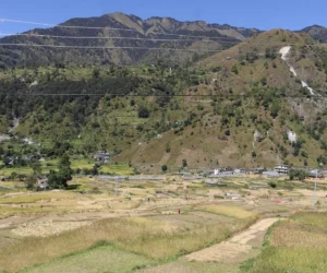 दसैँको चहलपहल बढे पनि बाजुराका किसान धान भित्र्याउन व्यस्त