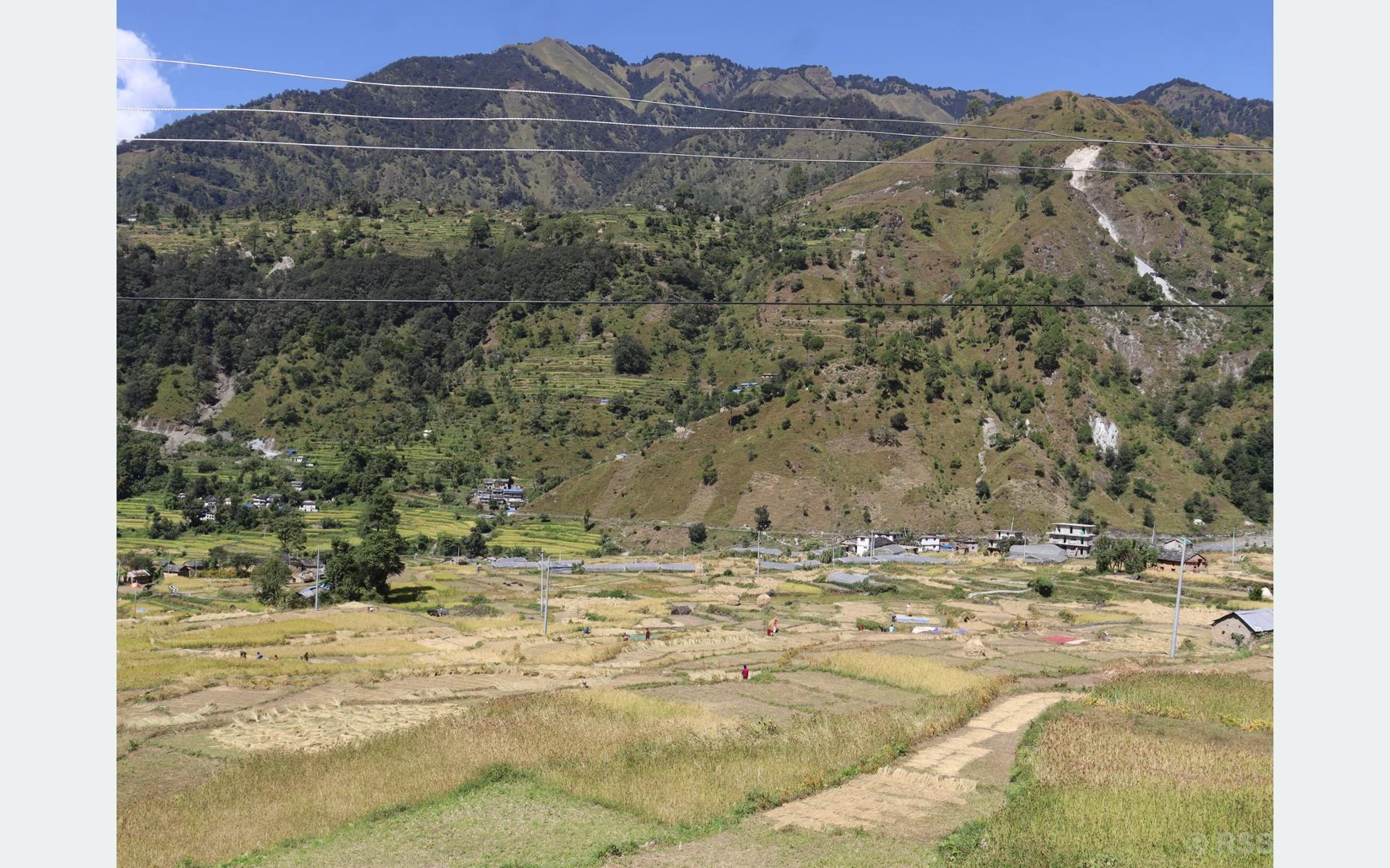 दसैँको चहलपहल बढे पनि बाजुराका किसान धान भित्र्याउन व्यस्त