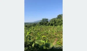 व्यावसायिक केरा खेतीः एघार लाख आम्दानी