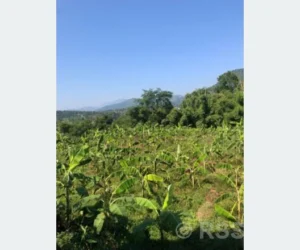 व्यावसायिक केरा खेतीः एघार लाख आम्दानी