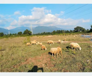 चरन क्षेत्रको अभावले बाँकेका पशुपालक किसान सङ्कटमा