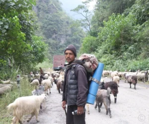 भेडाच्याङ्ग्रा बिक्री गर्न महिनौ पैदल हिँडेका किसानलाई बजारको चिन्ता