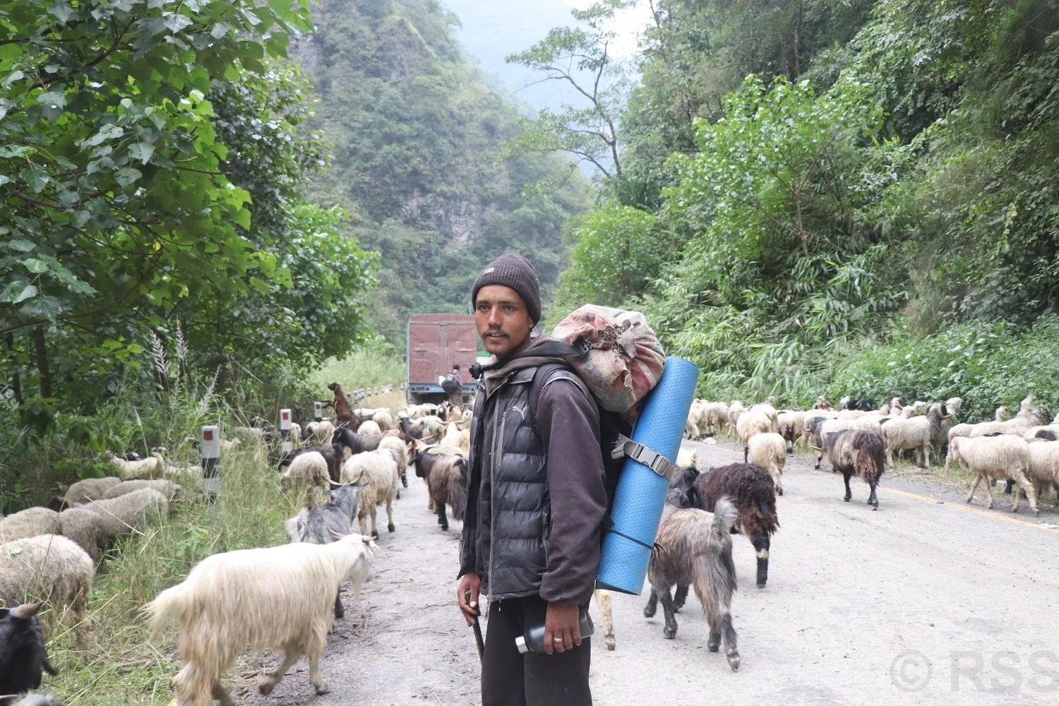 भेडाच्याङ्ग्रा बिक्री गर्न महिनौ पैदल हिँडेका किसानलाई बजारको चिन्ता