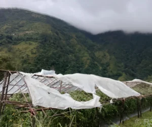 हुरीले गोलभेँडा खेतीमा क्षति