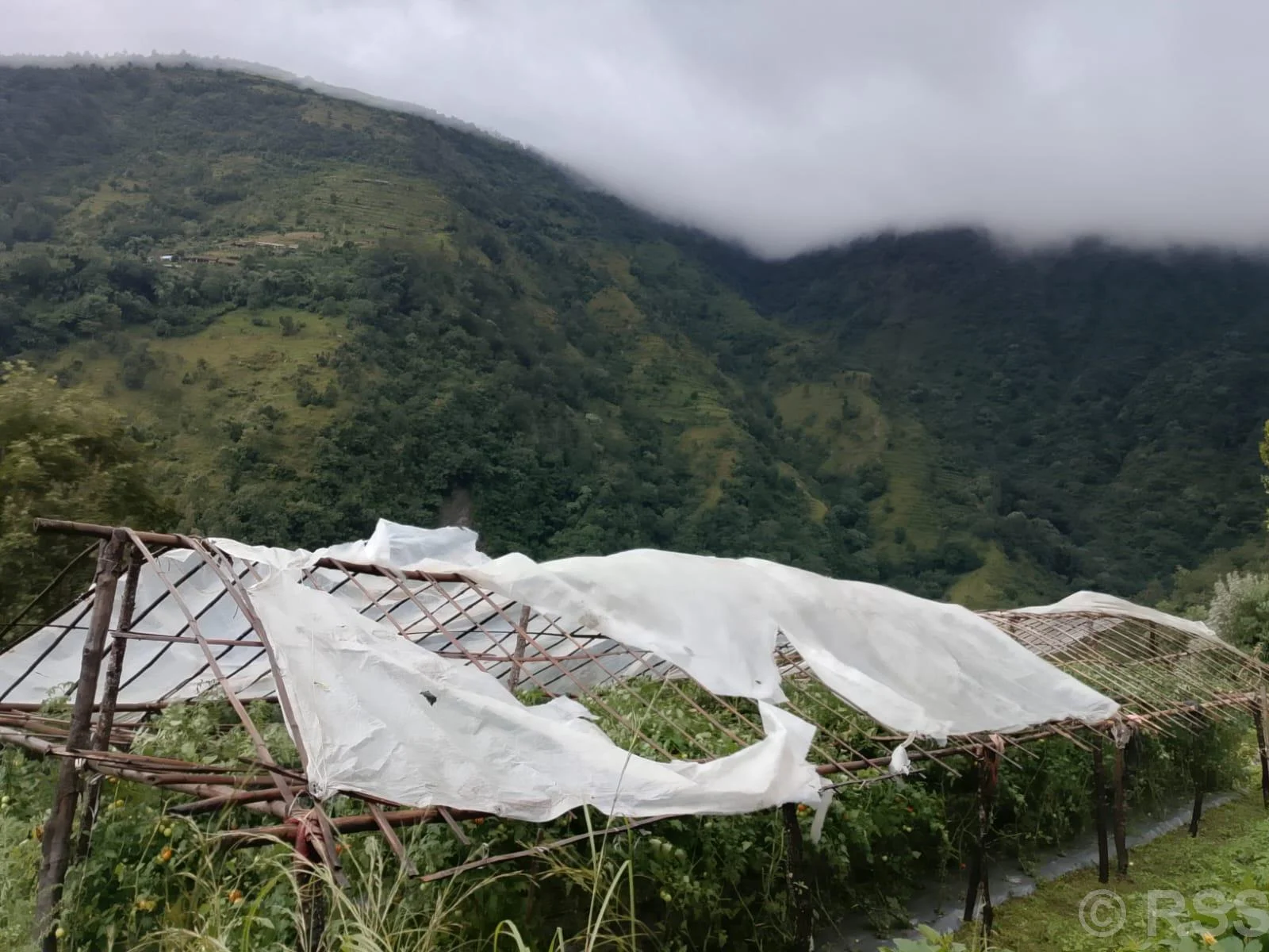 हुरीले गोलभेँडा खेतीमा क्षति