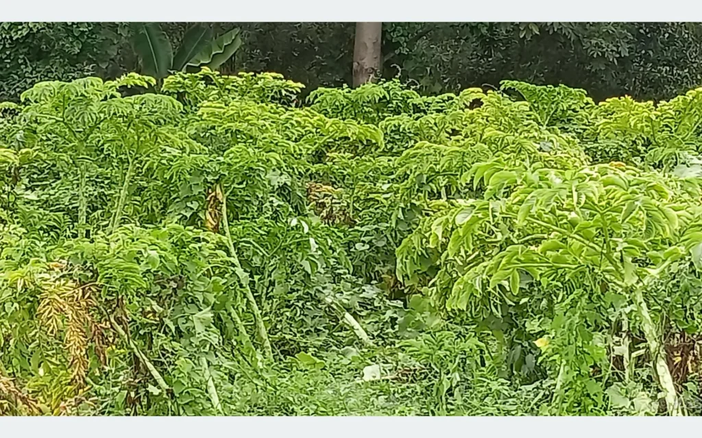 महोत्तरीमा ओल किसानको व्यस्तता बढ्यो