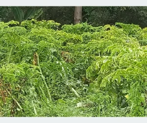 महोत्तरीमा ओल किसानको व्यस्तता बढ्यो