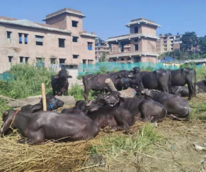 आलेखः दसैँले बाँचेका गुणबहादुरहरू