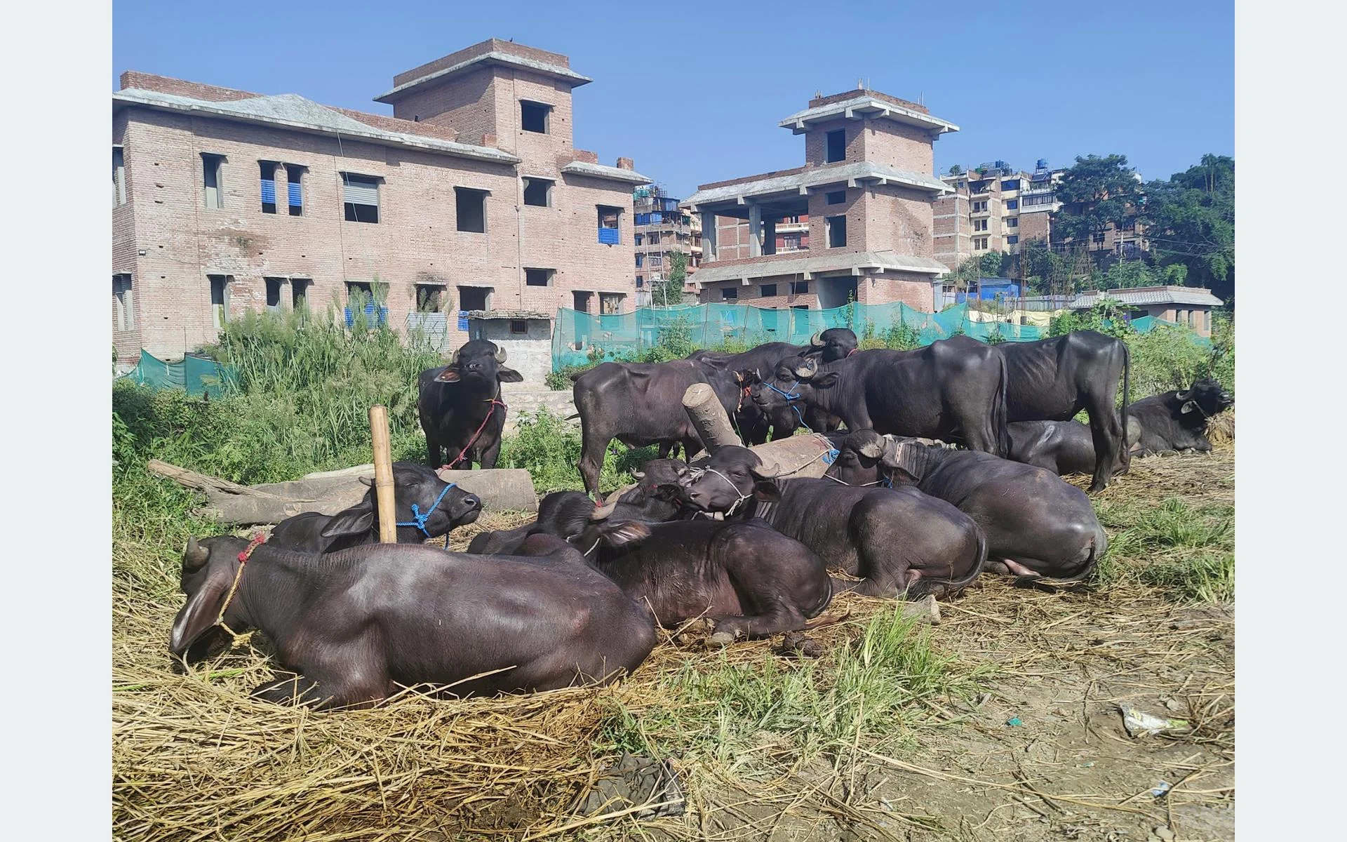 आलेखः दसैँले बाँचेका गुणबहादुरहरू
