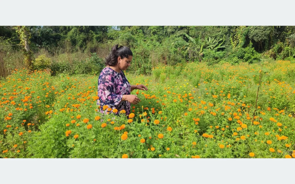 फूलको अग्रिम माग हुन थालेपछि व्यवसायी उत्साहित