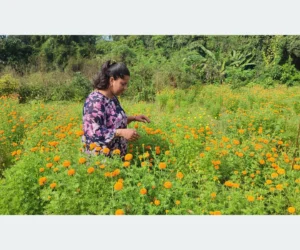 फूलको अग्रिम माग हुन थालेपछि व्यवसायी उत्साहित
