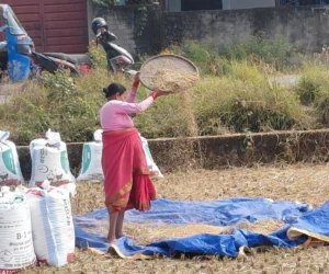 पानी पर्ने डरले किसानलाई धान भित्र्याउन भ्याइनभ्याई