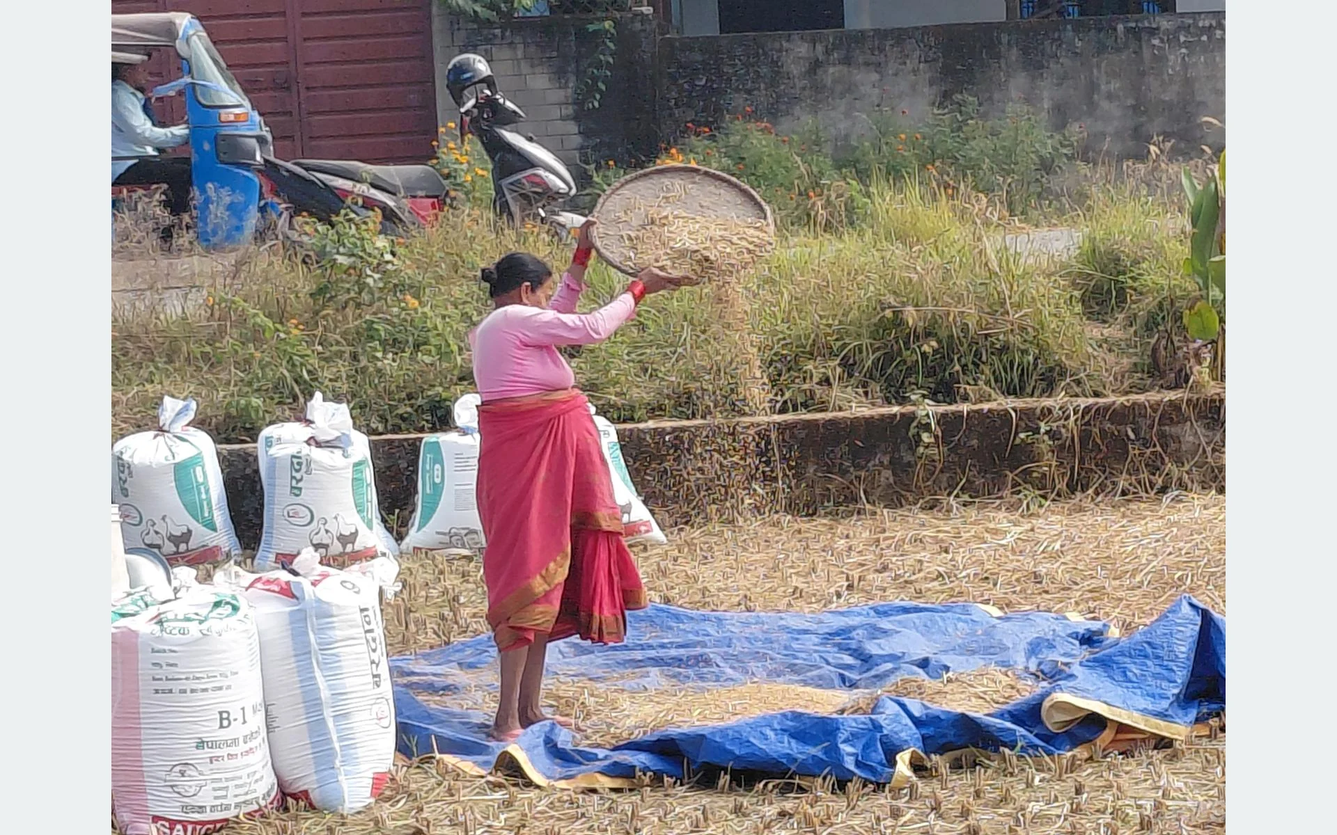 पानी पर्ने डरले किसानलाई धान भित्र्याउन भ्याइनभ्याई