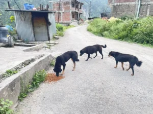 भोटेकोशी बाढीबाट प्रभावित कुकुरलाई खाद्य सामग्री सहयोग