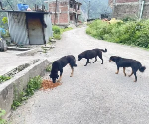 भोटेकोशी बाढीबाट प्रभावित कुकुरलाई खाद्य सामग्री सहयोग