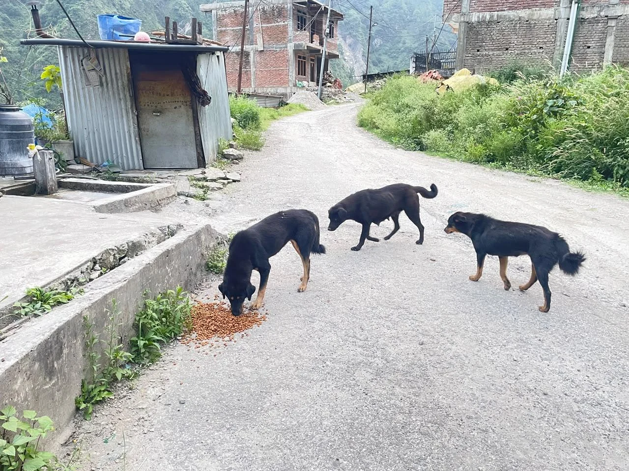 भोटेकोशी बाढीबाट प्रभावित कुकुरलाई खाद्य सामग्री सहयोग
