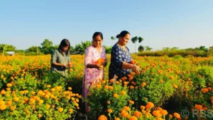 सामूहिक फूलखेतीबाट आम्दानी गर्दै शिवसताक्षीका महिला