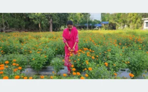 कृषि जेटिएको फूलखेती
