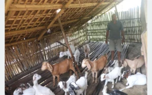 वैदेशिक रोजगारी छाडेर गाउँमै बाख्रापालनमा रमाउँदै लक्ष्मीप्रसाद