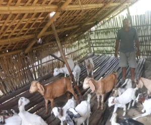 वैदेशिक रोजगारी छाडेर गाउँमै बाख्रापालनमा रमाउँदै लक्ष्मीप्रसाद