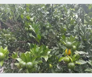 सुन्तलामा रोग लागेपछि किसान चिन्तामा