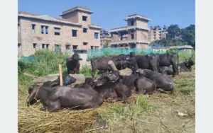 दसैँसँगै बाँचेका गुणबहादुरहरु