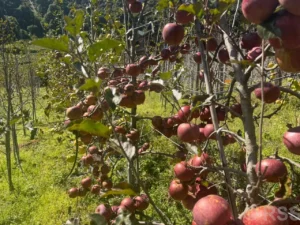 मनास्लुको स्याउ गोदाममै थन्कियो