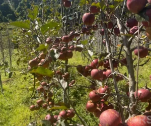 मनास्लुको स्याउ गोदाममै थन्कियो