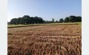 दसैँको सँघारमा किसानलाई धान भित्र्याउने चटारो