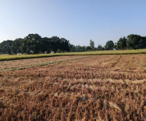 दसैँको सँघारमा किसानलाई धान भित्र्याउने चटारो