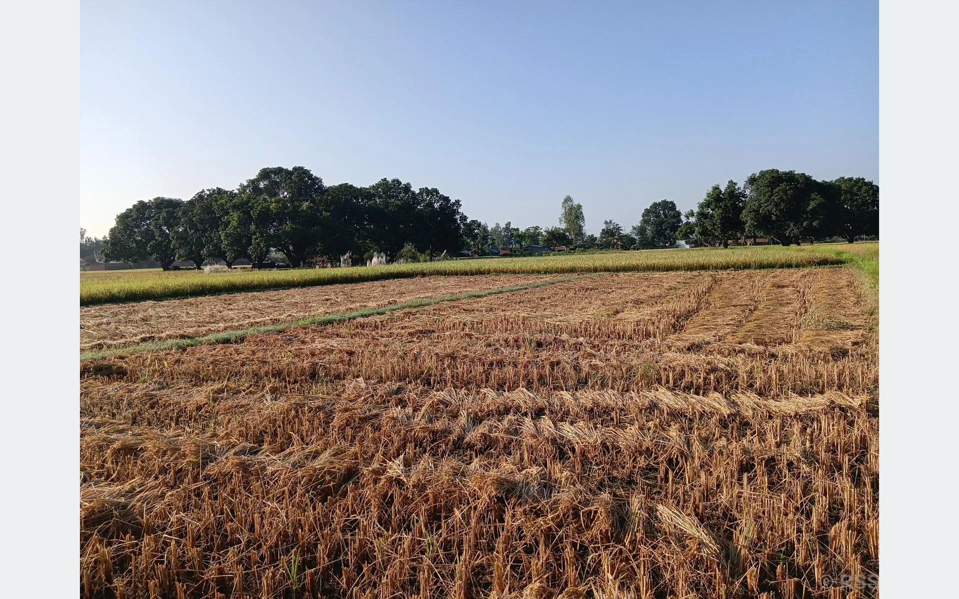 दसैँको सँघारमा किसानलाई धान भित्र्याउने चटारो