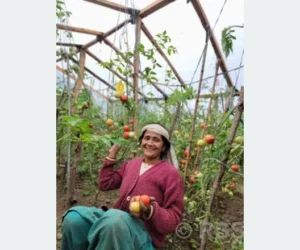तरकारीखेतीले उज्यालिएको मायाको परिवार