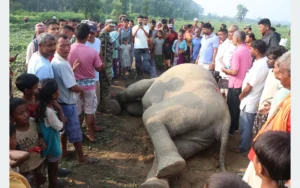 जङ्गली हात्ती मृत फेला